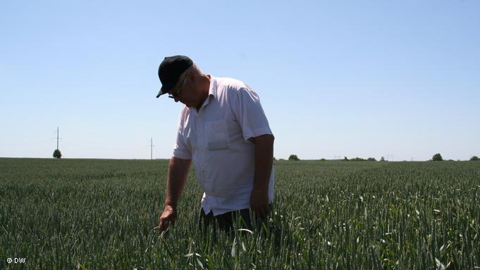 Ганс Венцль постійно експерементує з різними сортами пшениці. "По ліву руку від мене - український сорт. По праву - німецький", - розповідає фермер