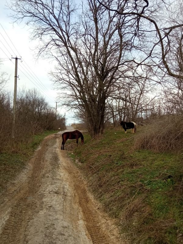 Природа у селі, коні Назара Лавріненка