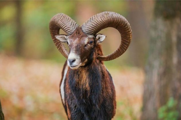 stock-photo-european-mouflon-ovis-aries-musimon